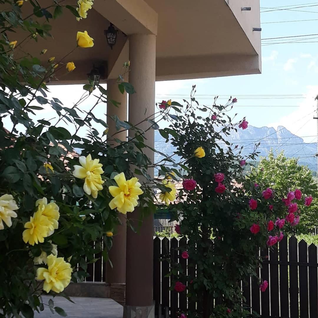 Casa Delia Ξενοδοχείο Călimăneşti Εξωτερικό φωτογραφία
